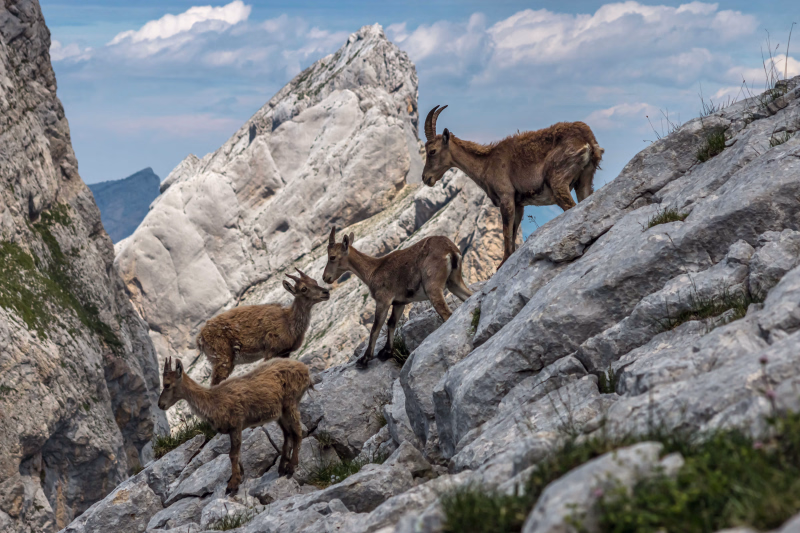 Troupeau de bouquetin dans le Vercors