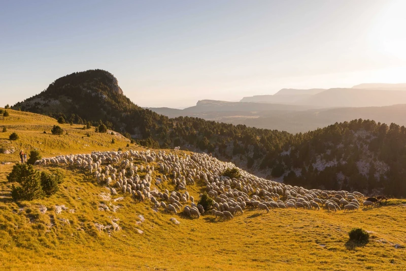 Troupeau de moutons en estive sur les hauts plateaux du Vercors