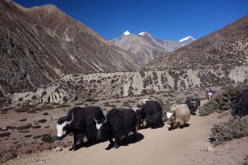 Tour_Annapurnas