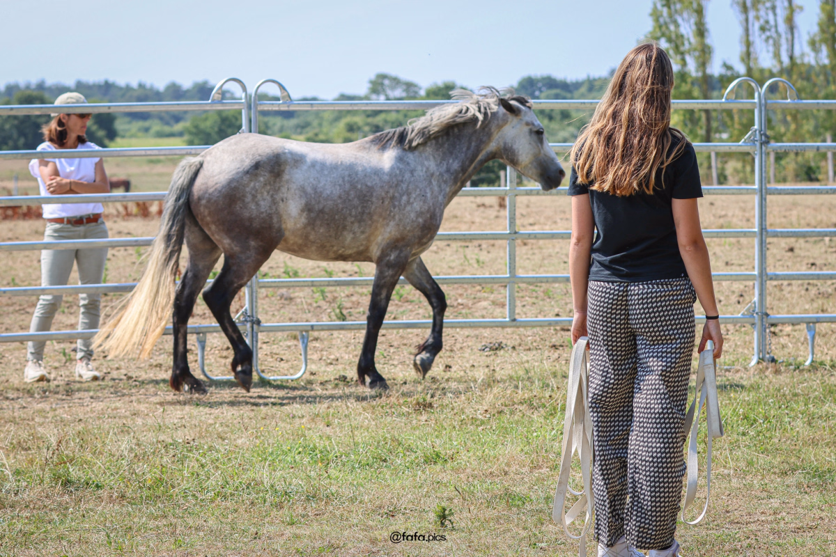 Voyage à cheval - Stage d\'équitation et Langage du cheval