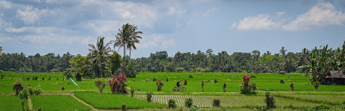 Voyage à vélo - La grande traversée de Bali à VTT : volcans, rizières et plages