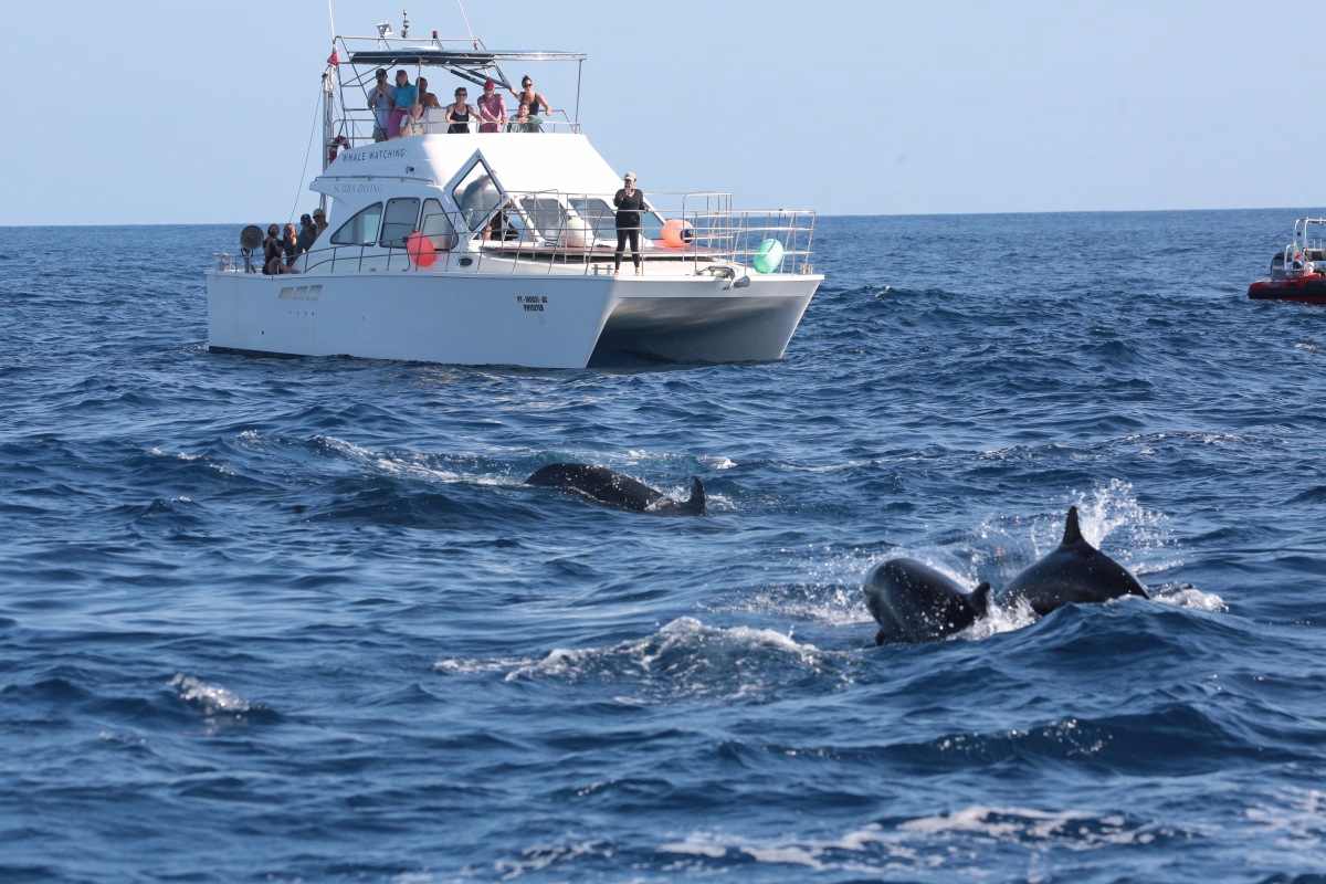 Plongée et observation des baleines aux Açores sur l'île de Faial