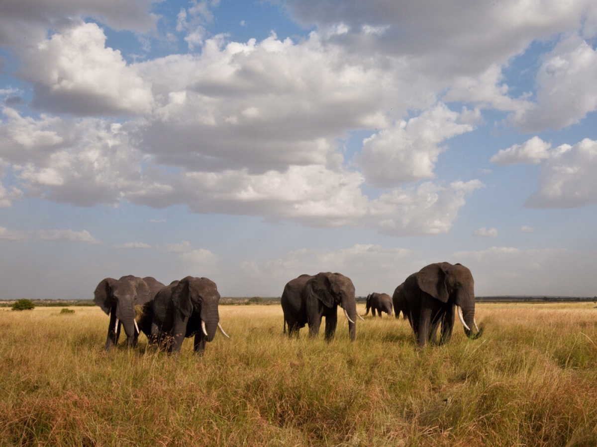 Aventure en Tanzanie : 15 jours entre safaris et terres massai