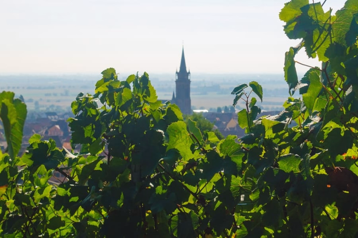 Randonnée en liberté entre vignes et villages médiévaux d'Alsace