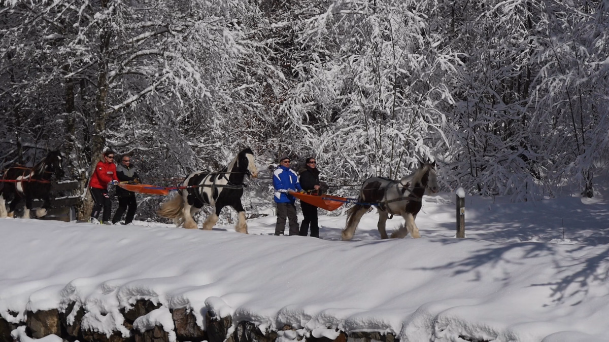 Neige et liberté : week-end ski joëring à Avoriaz