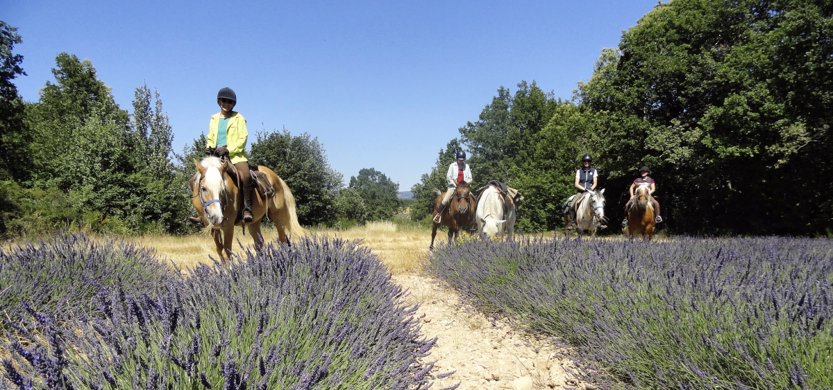 Voyage à cheval - À cheval dans le Luberon et les lavandes de Provence