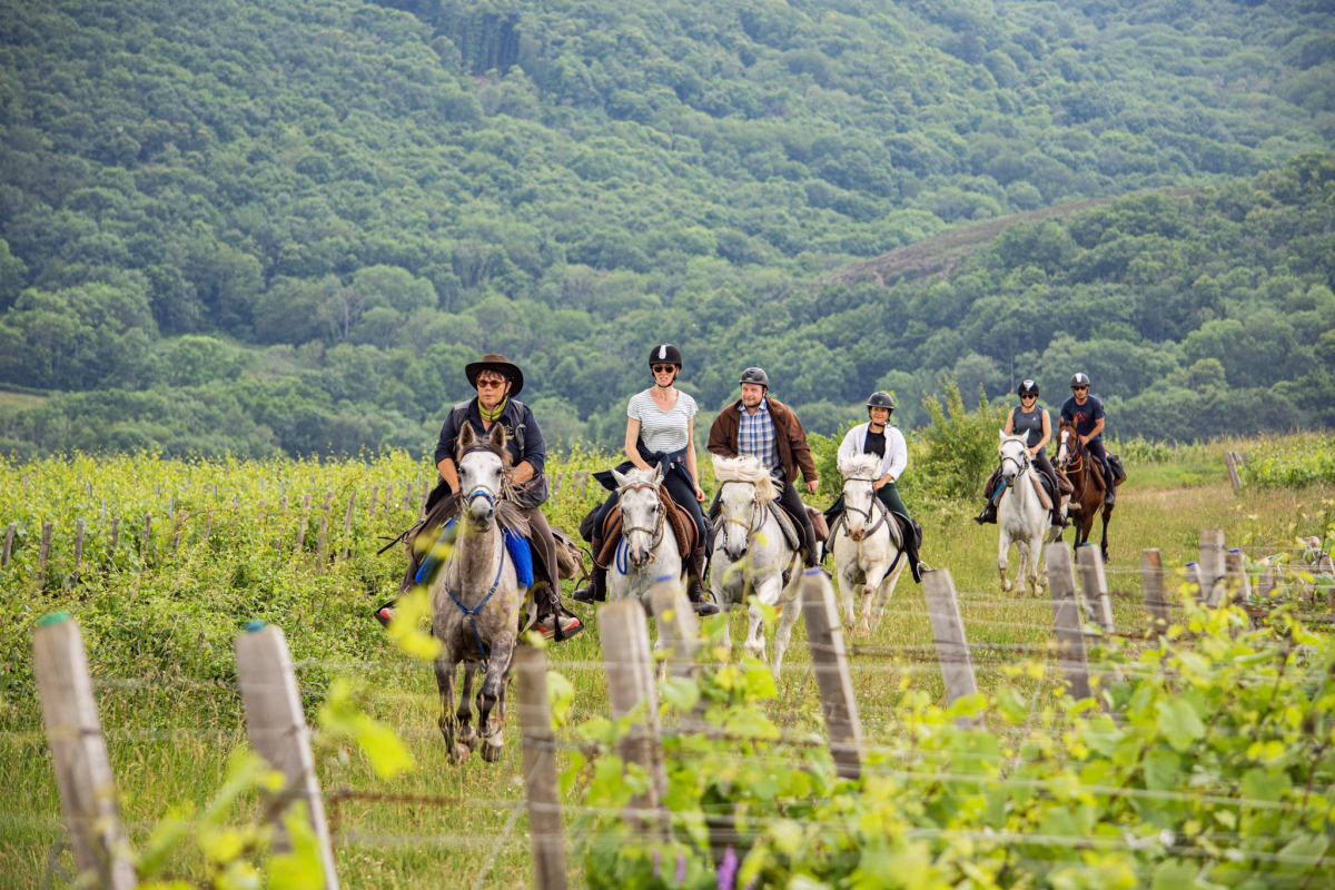 Randonnée équestre entre vignes et mémoire, de Bourgogne au Beaujolais