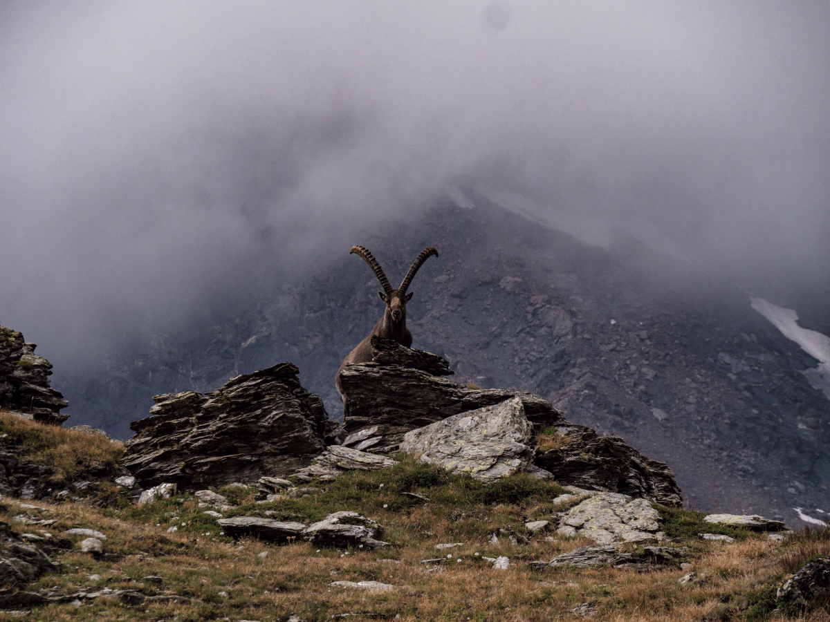 Trek itinérant au cœur du Parc national du Grand Paradis