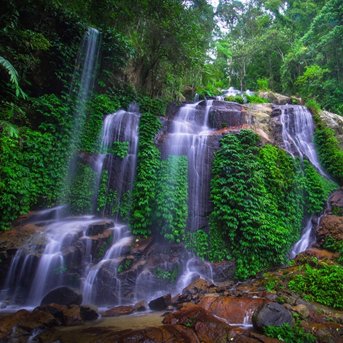 Sur les traces du tigre de Sumatra