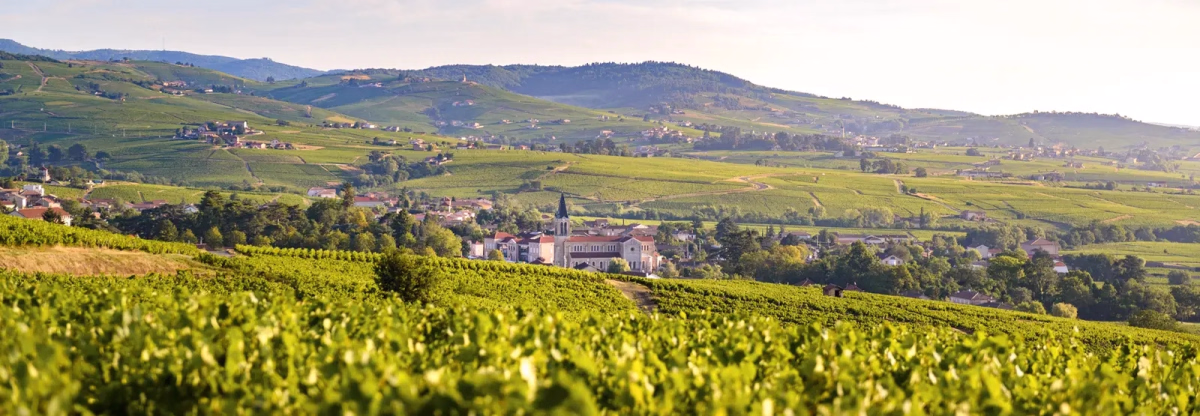 Randonnée en liberté au cœur des crus du Beaujolais et de Bourgogne