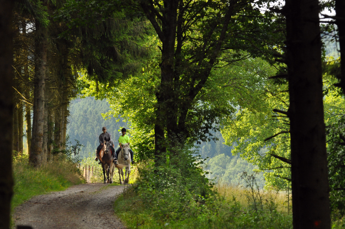 Voyage à cheval - Randonnée à cheval entre forêts et montagnes dans le Massif des Bauges