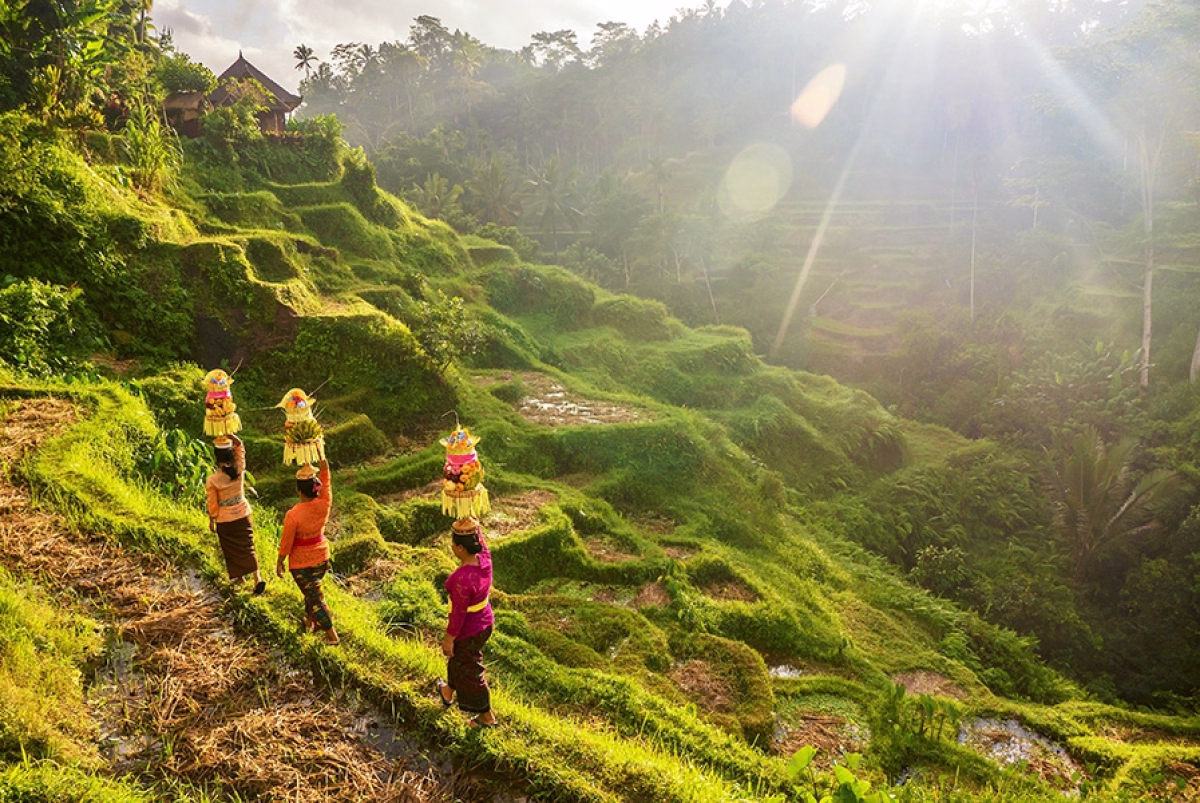 Trek - La Transbalinaise : traversée sauvage et sacrée de Bali