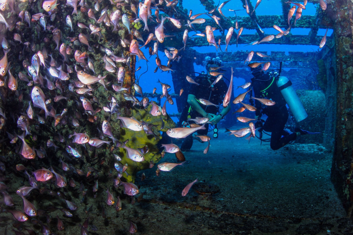 Immersion pour plongeurs certifiés dans les trésors de Cozumel