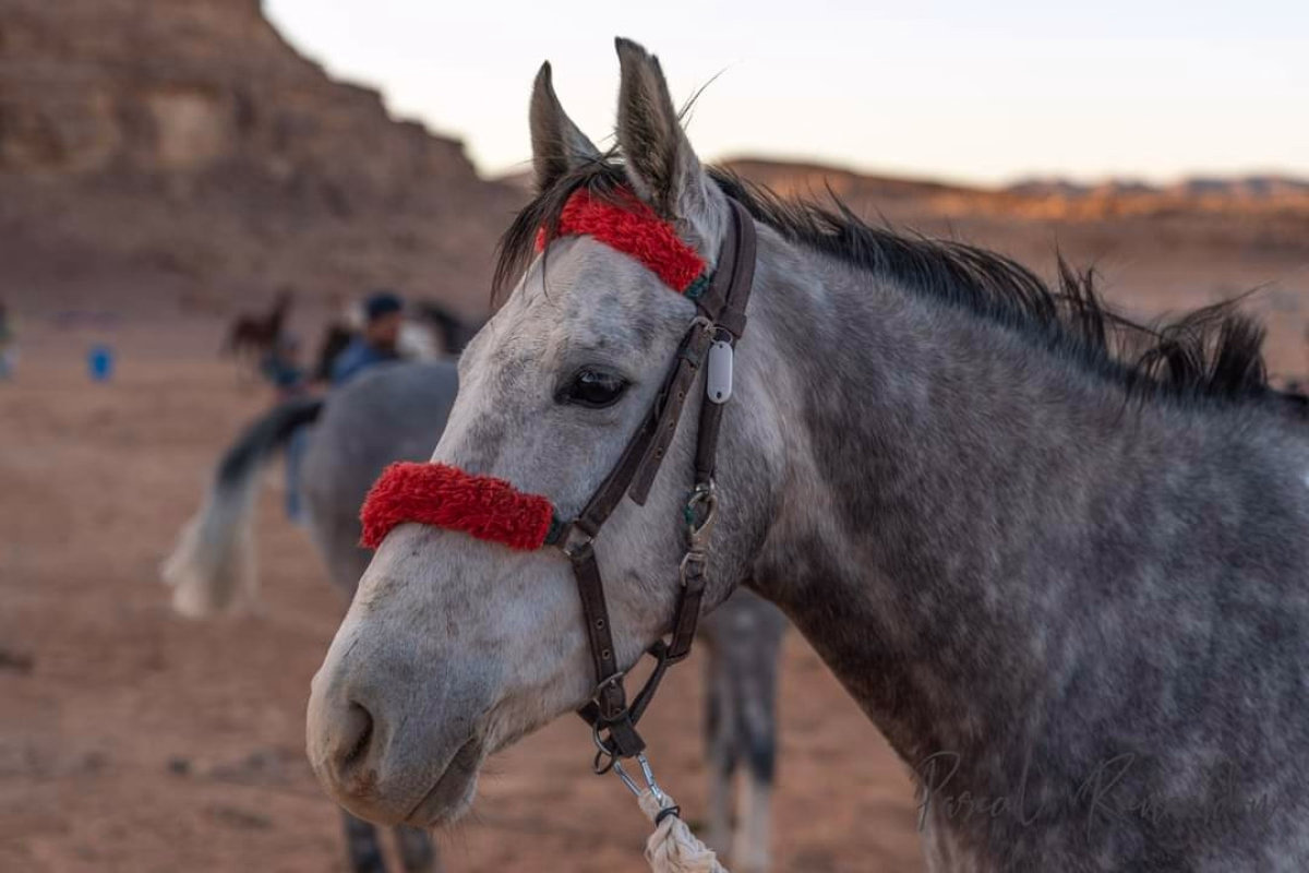 Voyage à cheval - Jordanie classique et balade à cheval 4*