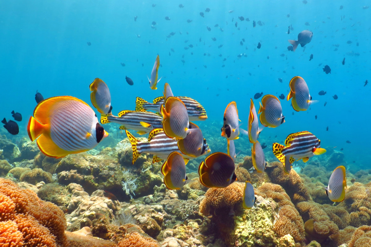 Bali côté mer : initiation à la plongée et coraux tropicaux