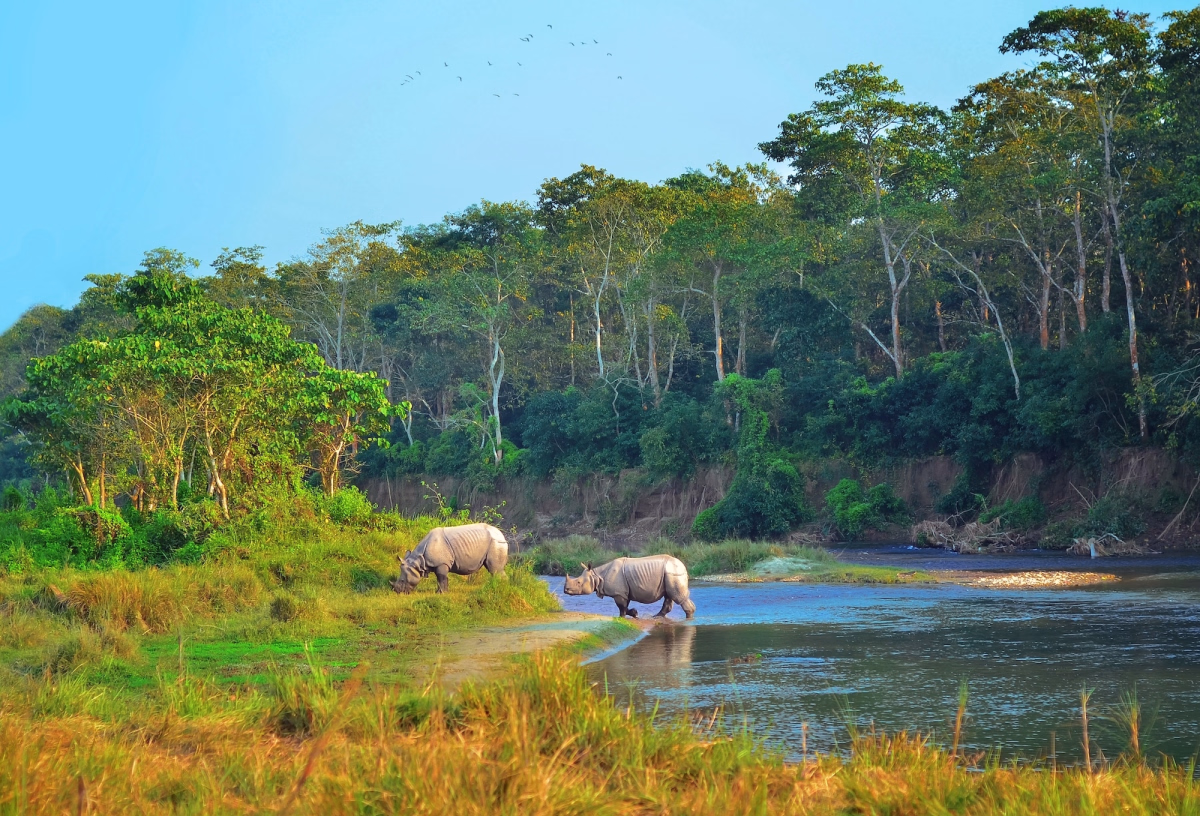 Trek - Excursion dans le parc animalier de Chitwan au Népal