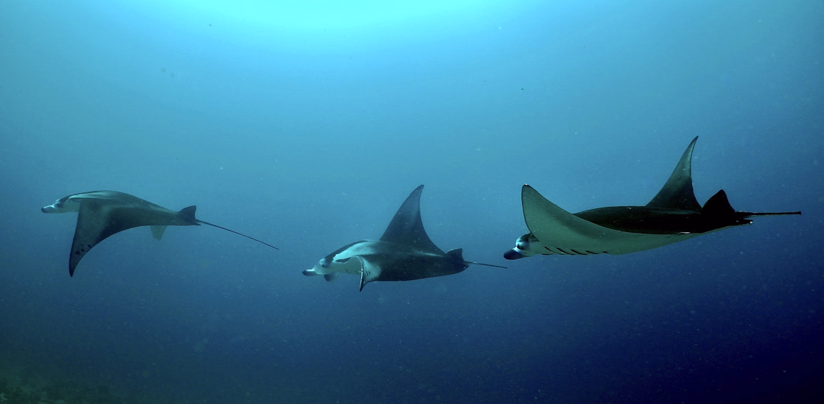 Passez votre PADI Open Water à Himmafushi aux Maldives