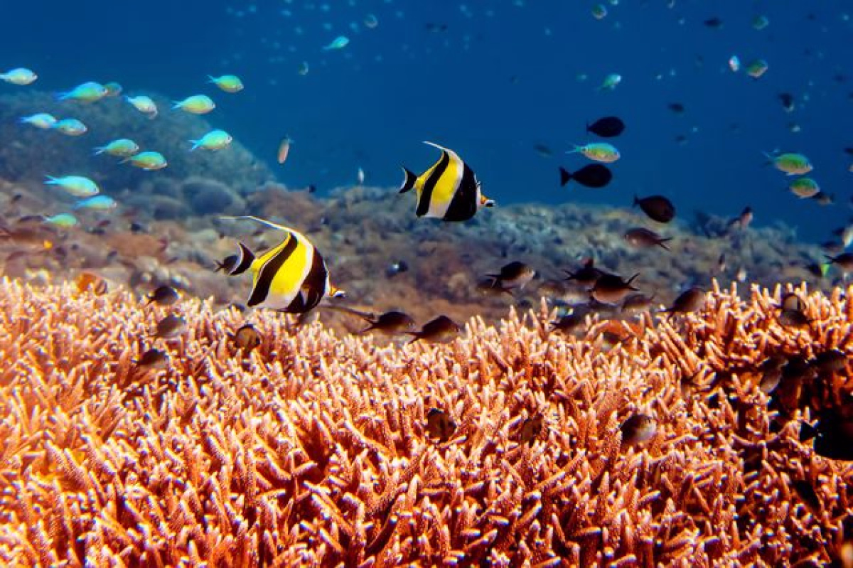 Passez votre Open Water à Nusa Penida