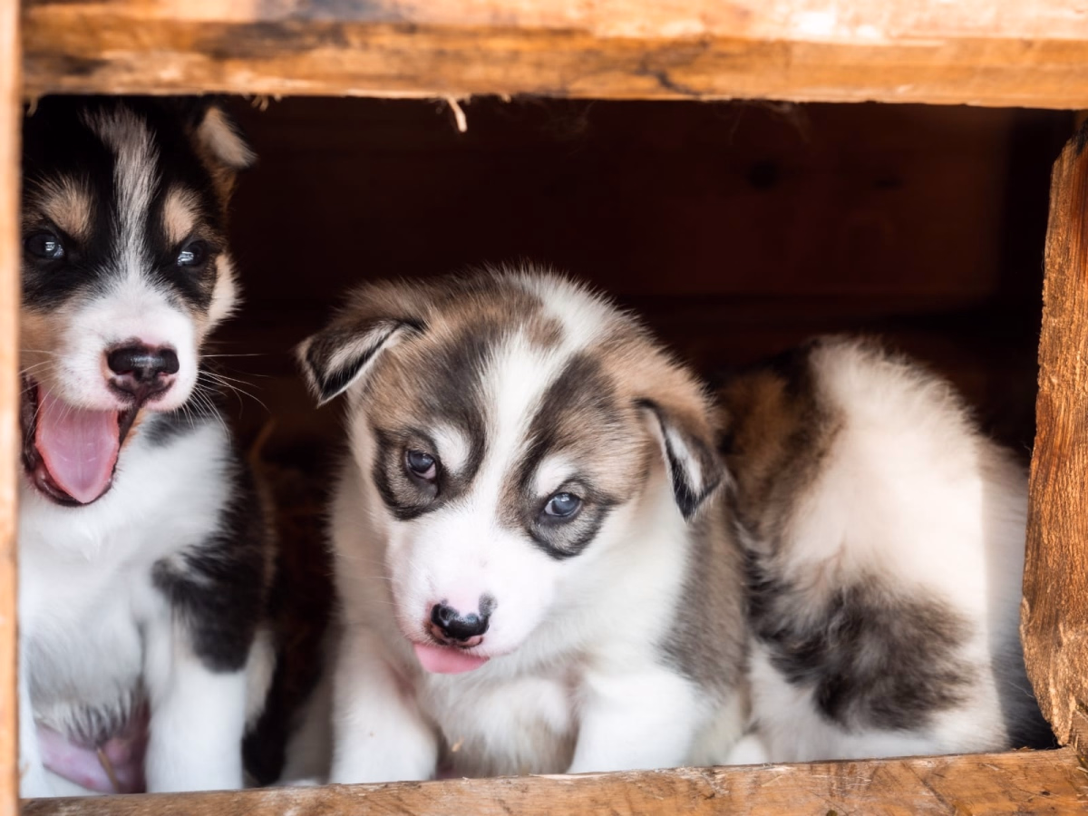 Devenir Musher – Immersion hivernale de 5 jours à la ferme aux huskies