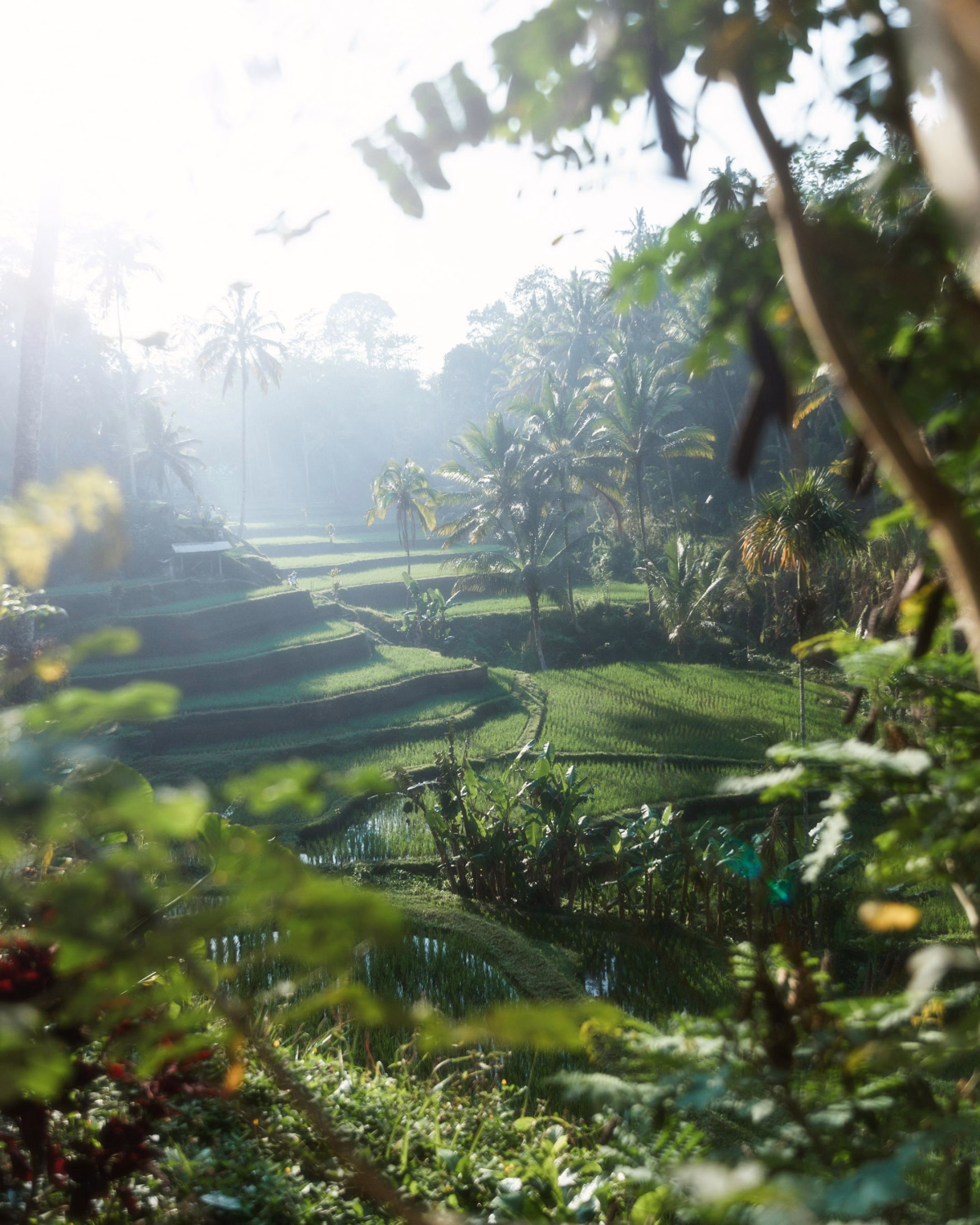 Trek - Volcans, rizières et raies mantas à Bali