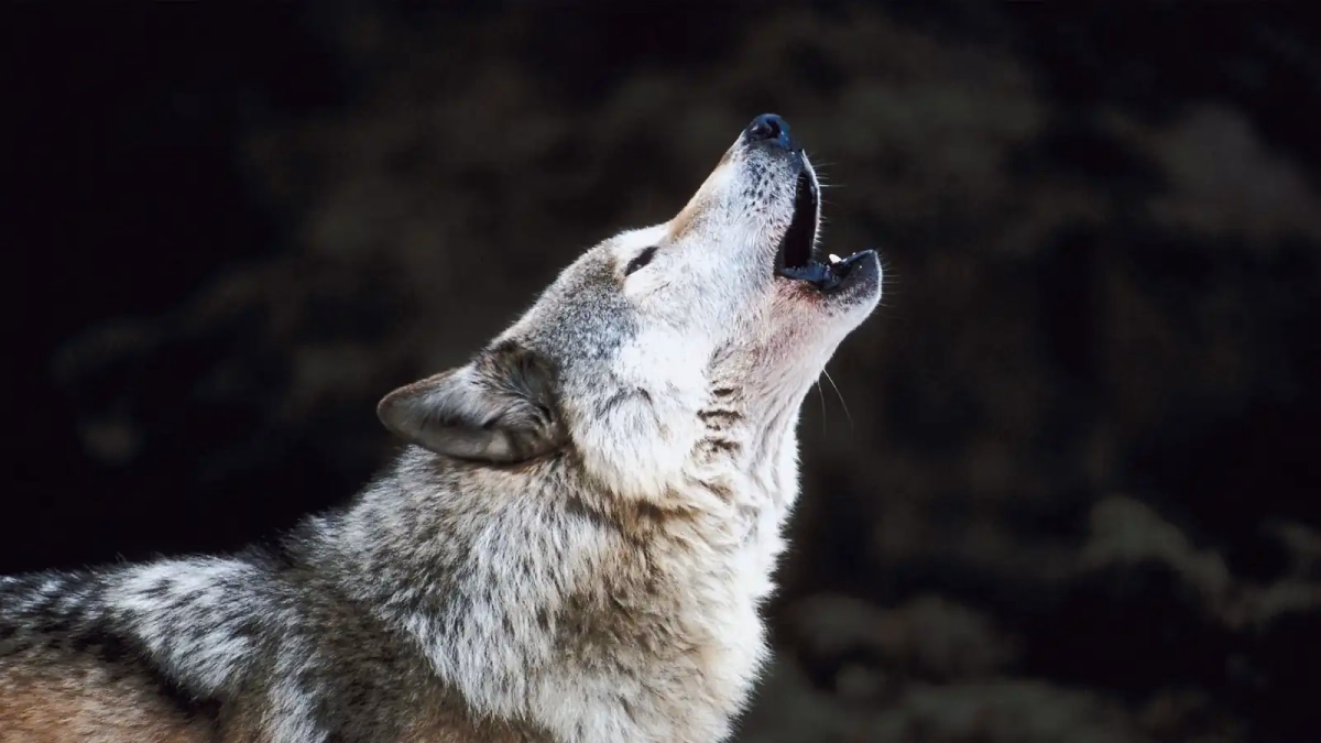 Sur les traces du loup : immersion sauvage dans le Vercors