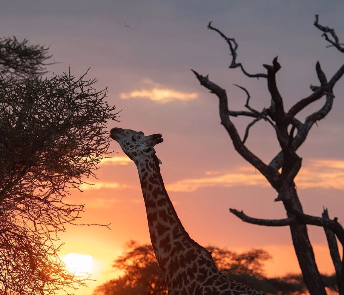 Safari - L\'aventure tanzanienne : ascension du Kilimandjaro et safari