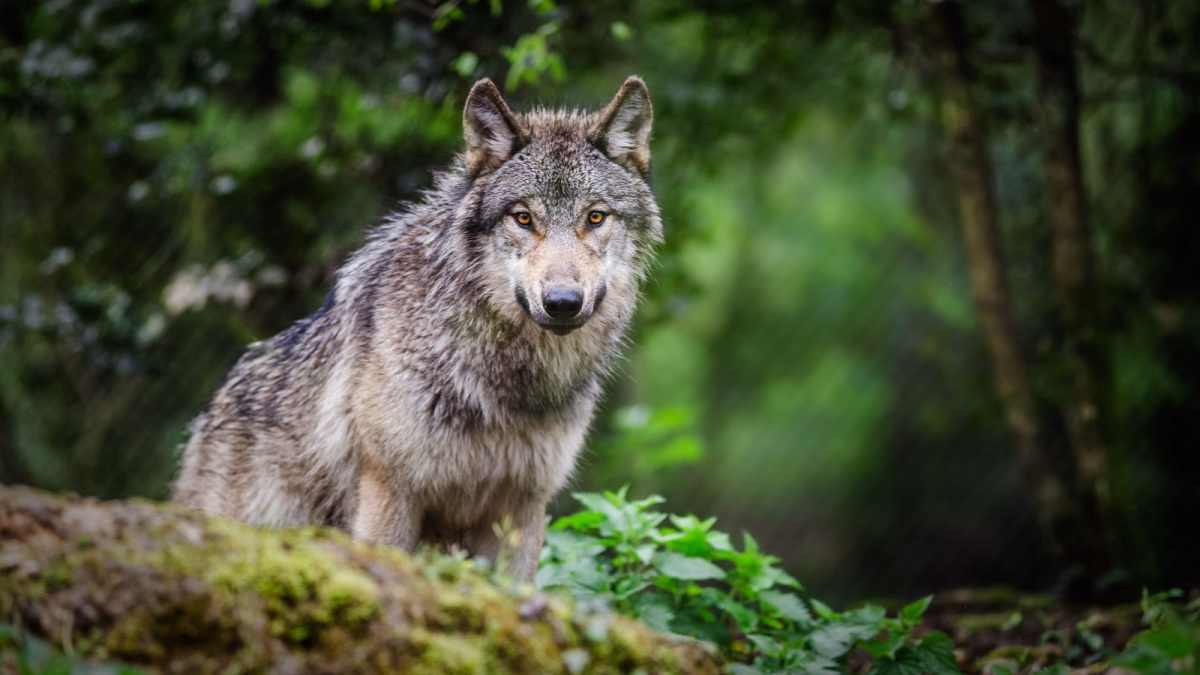 Sur les traces du loup : à la rencontre de votre part sauvage
