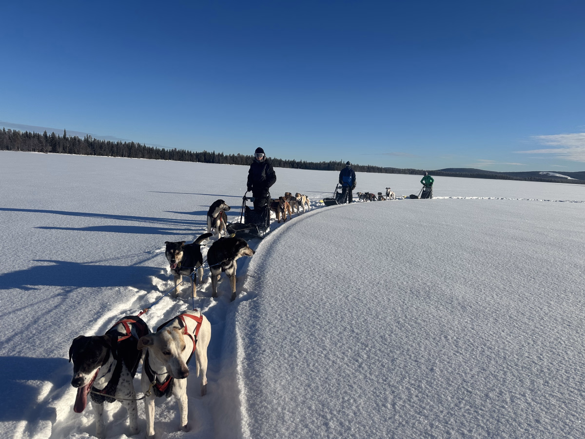 Immersion authentique dans la vie d'un musher en Laponie suédoise