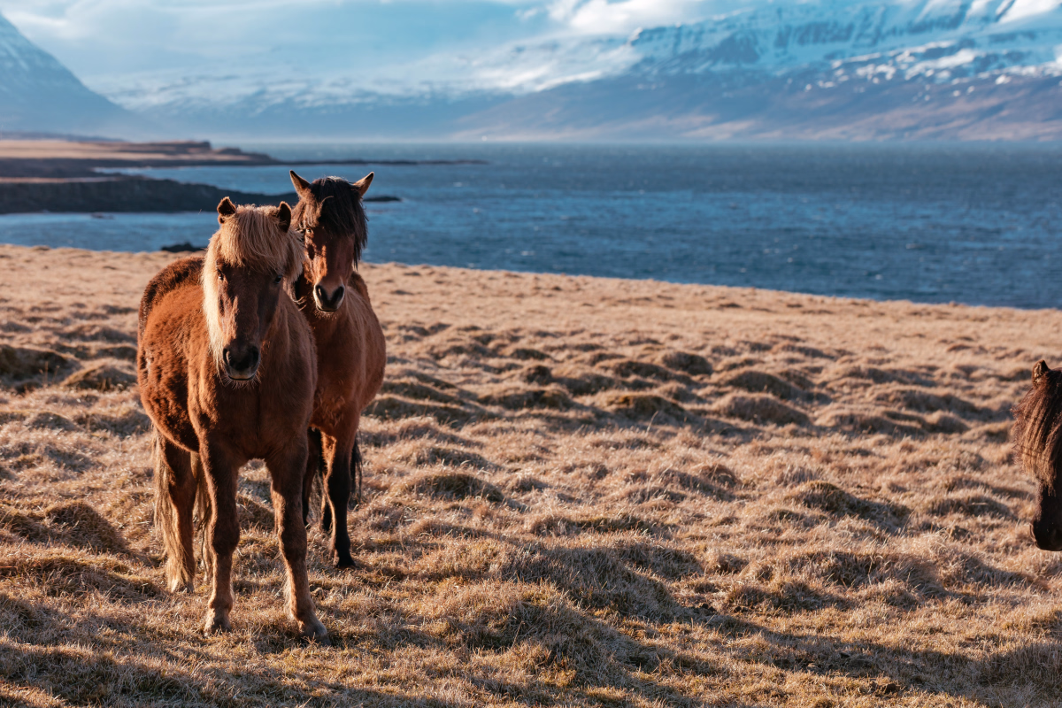 Voyage à cheval - Randonnée à cheval dans les Massifs de Khenti