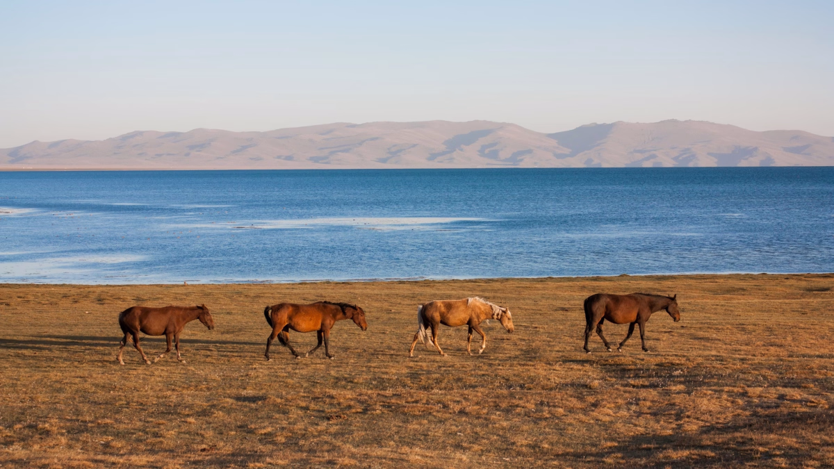 Voyage à cheval - Randonnée à cheval vers le lac de Son-Kul