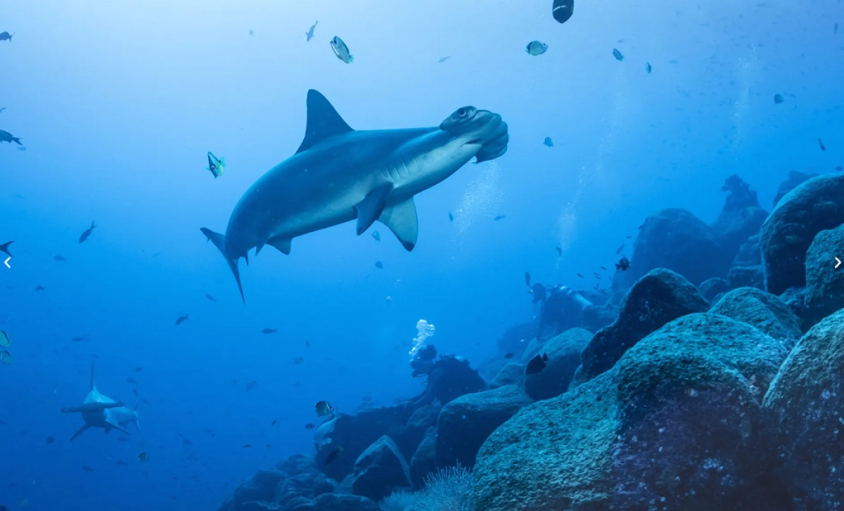 Safari - Plongées mythiques aux Galapagos : dans les bulles de Darwin