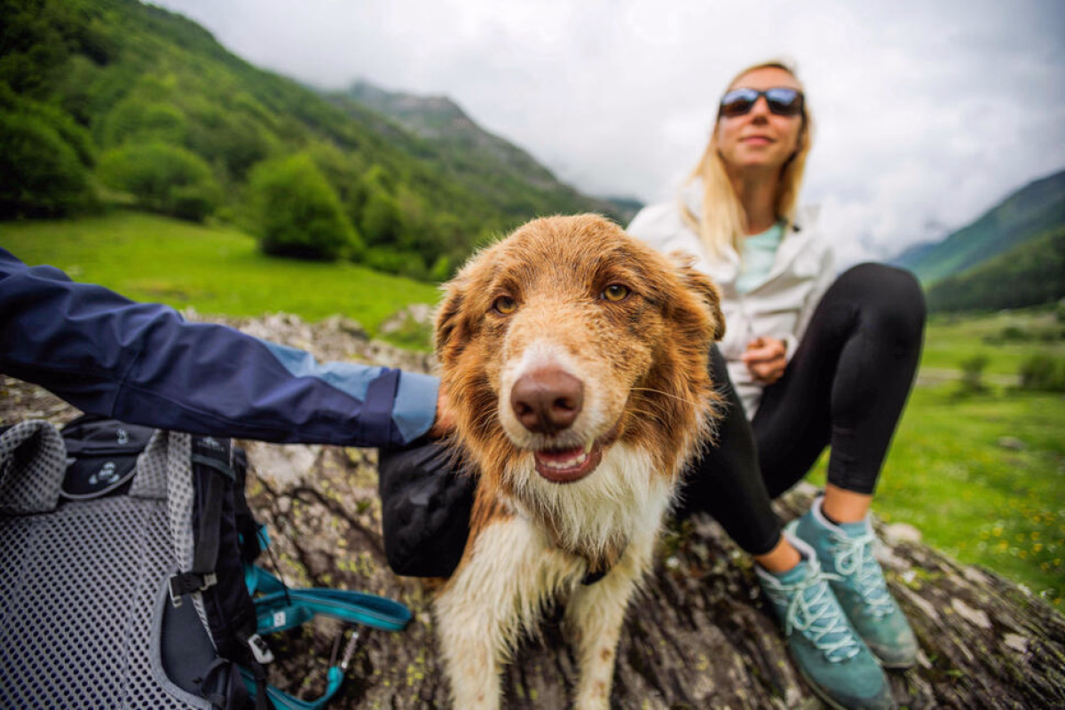 Évasion canine entre Monts du Cantal et Gorges de la Truyère