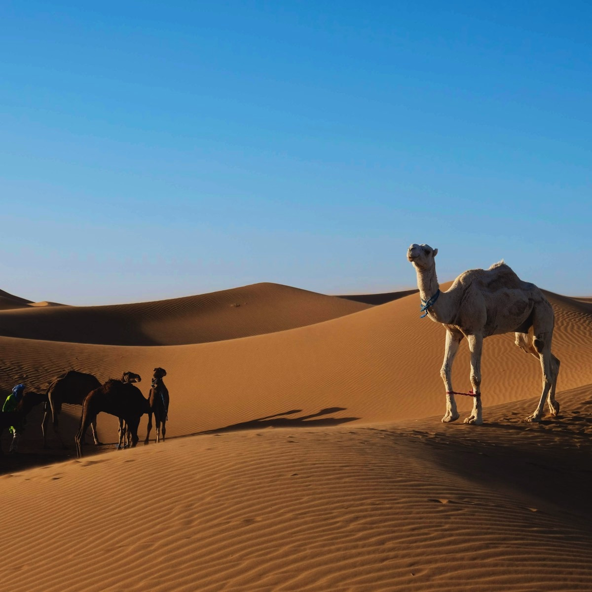 Excursion Express de Marrakech aux Dunes de Merzouga