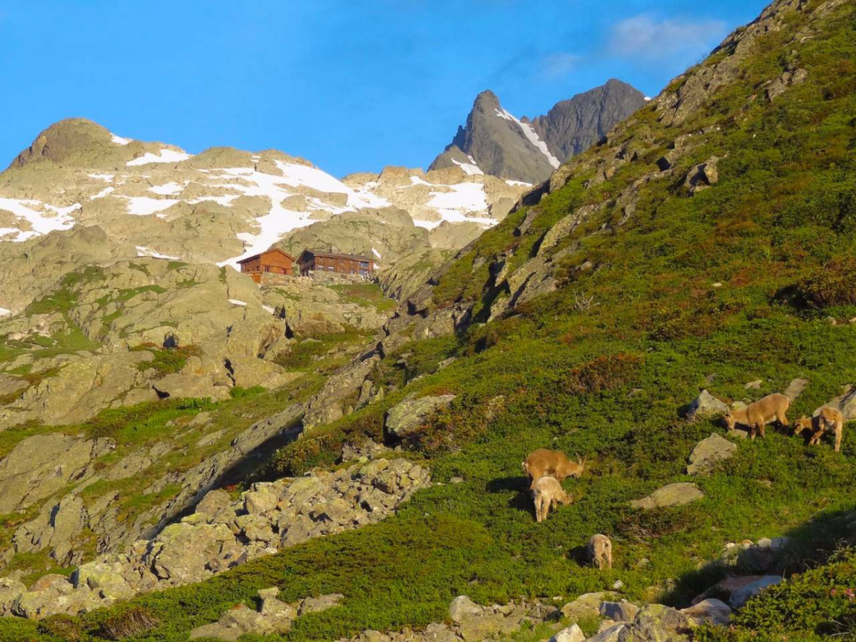 Tour du Mont Blanc Sauvage / 5 jours sac léger