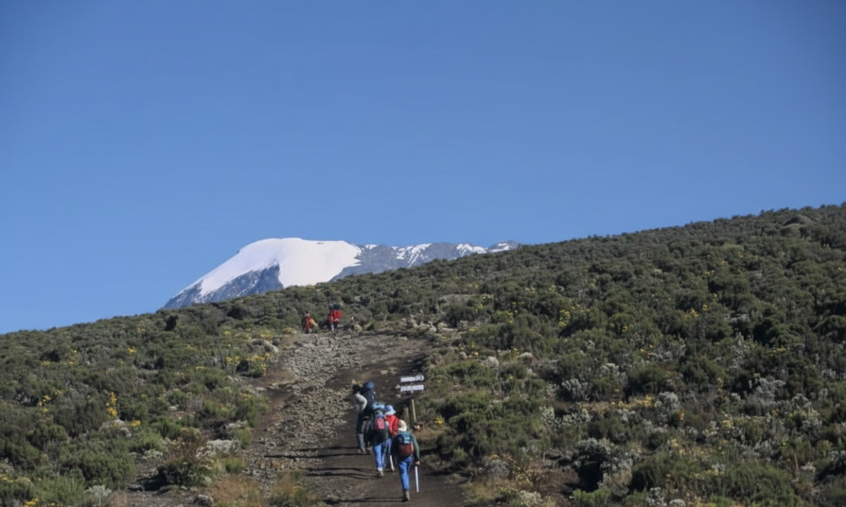 5 jours d'ascension du Mont Kilimandjaro (voie Marangu) et safari