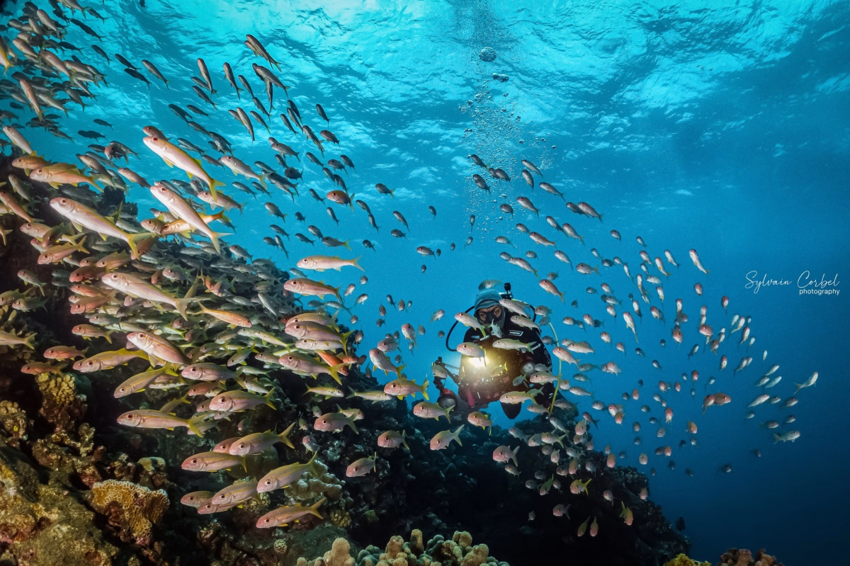 5 jours d'exploration sous-marine à la Réunion