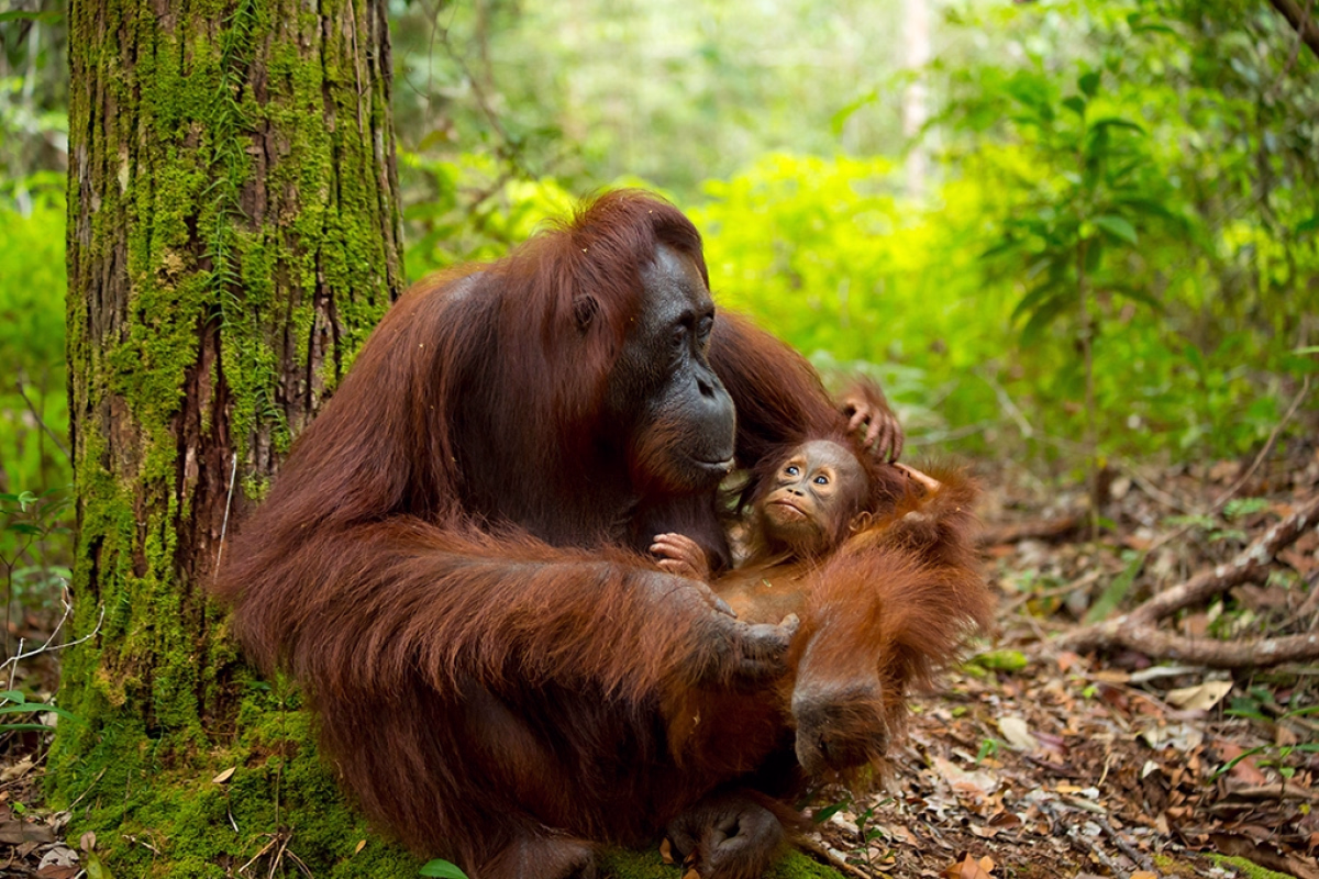 Trek à Sumatra et immersion chez les orangs-outans sauvages