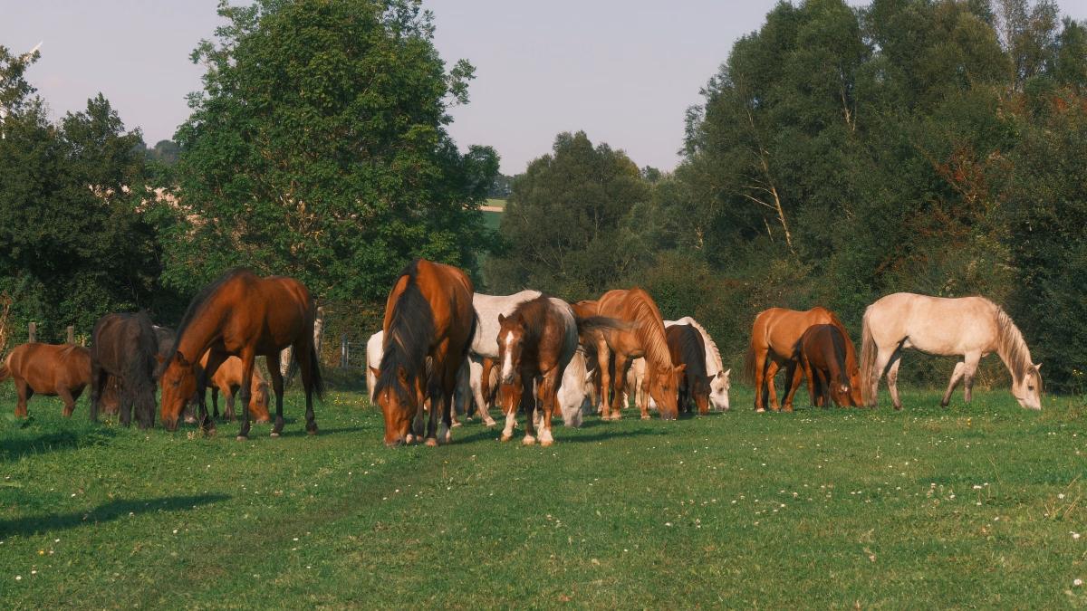 Voyage à cheval - Séjour équestre et nuit d\'exception à deux pas de la Baie de Somme