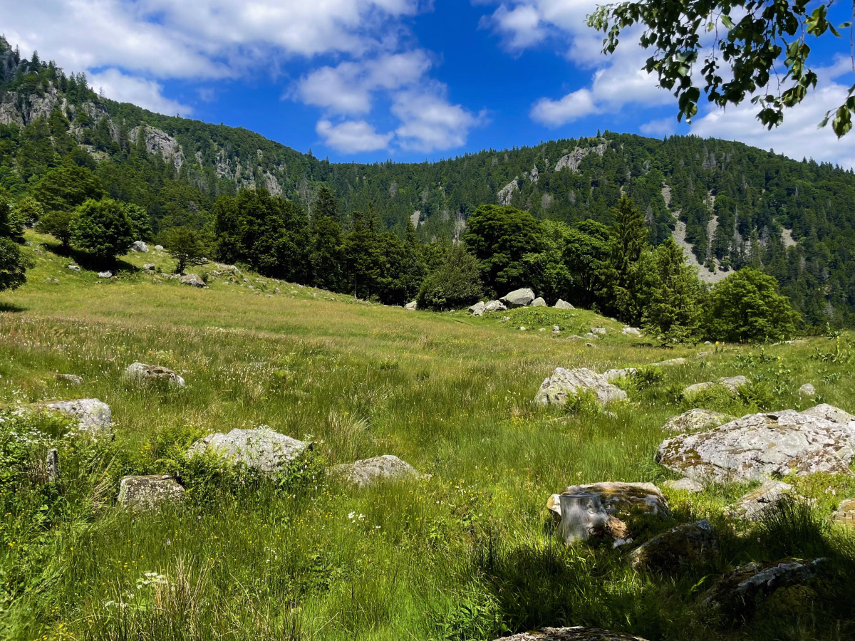 Randonnée et immersion nature dans les Hautes Vosges
