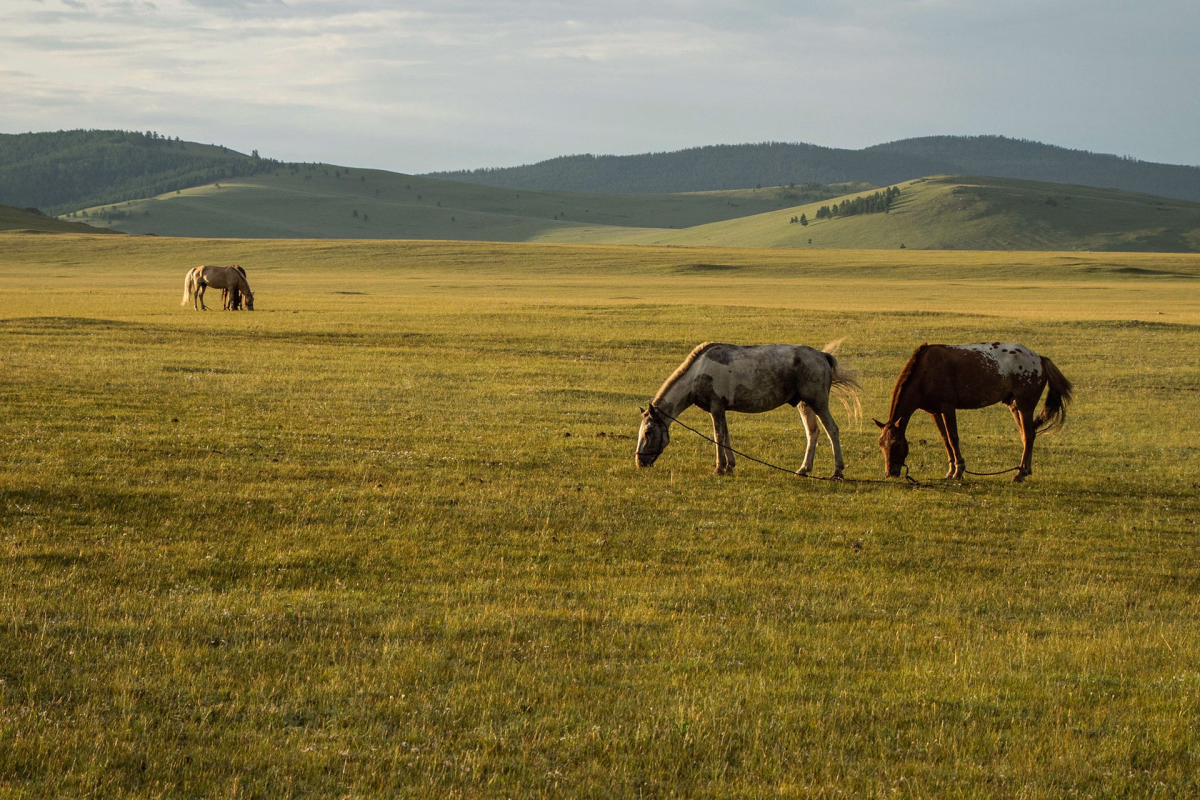 Voyage à cheval - À cheval à travers les terres des nomades classiques de l\'histoire