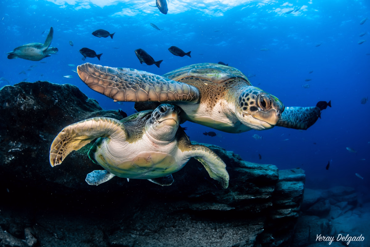 Découverte de la plongée à Tenerife avec pack photos et Snorkeling