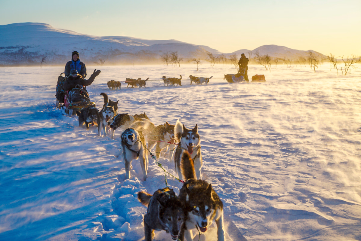 Expédition chien de traîneau dans le Parc National de Dividalen