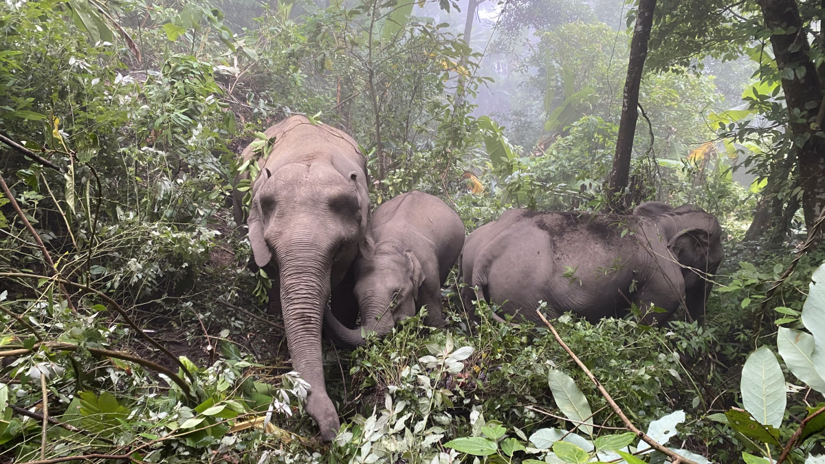 Trek - Trek, cascades et éléphants sauvages au cœur de la Thaïlande