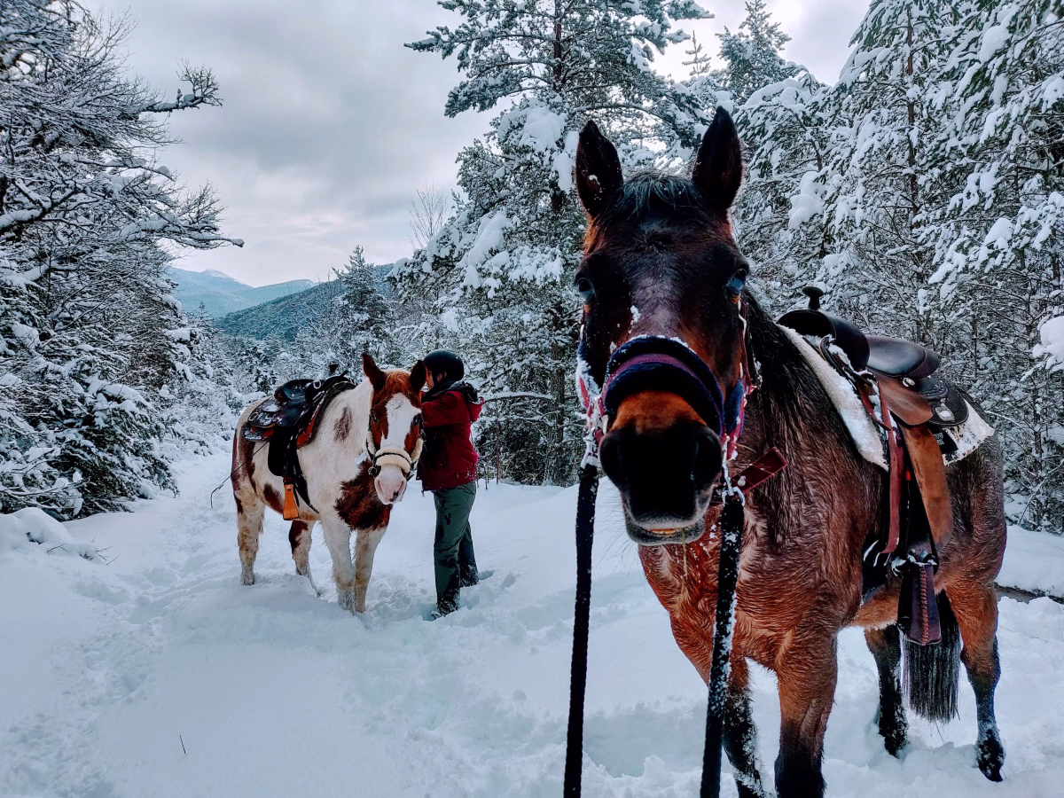 Voyage à cheval - Nouvel an à cheval dans la neige du vallon de la Jarjatte