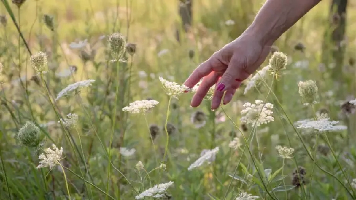 Au cœur du vivant : Yoga & plantes sauvages