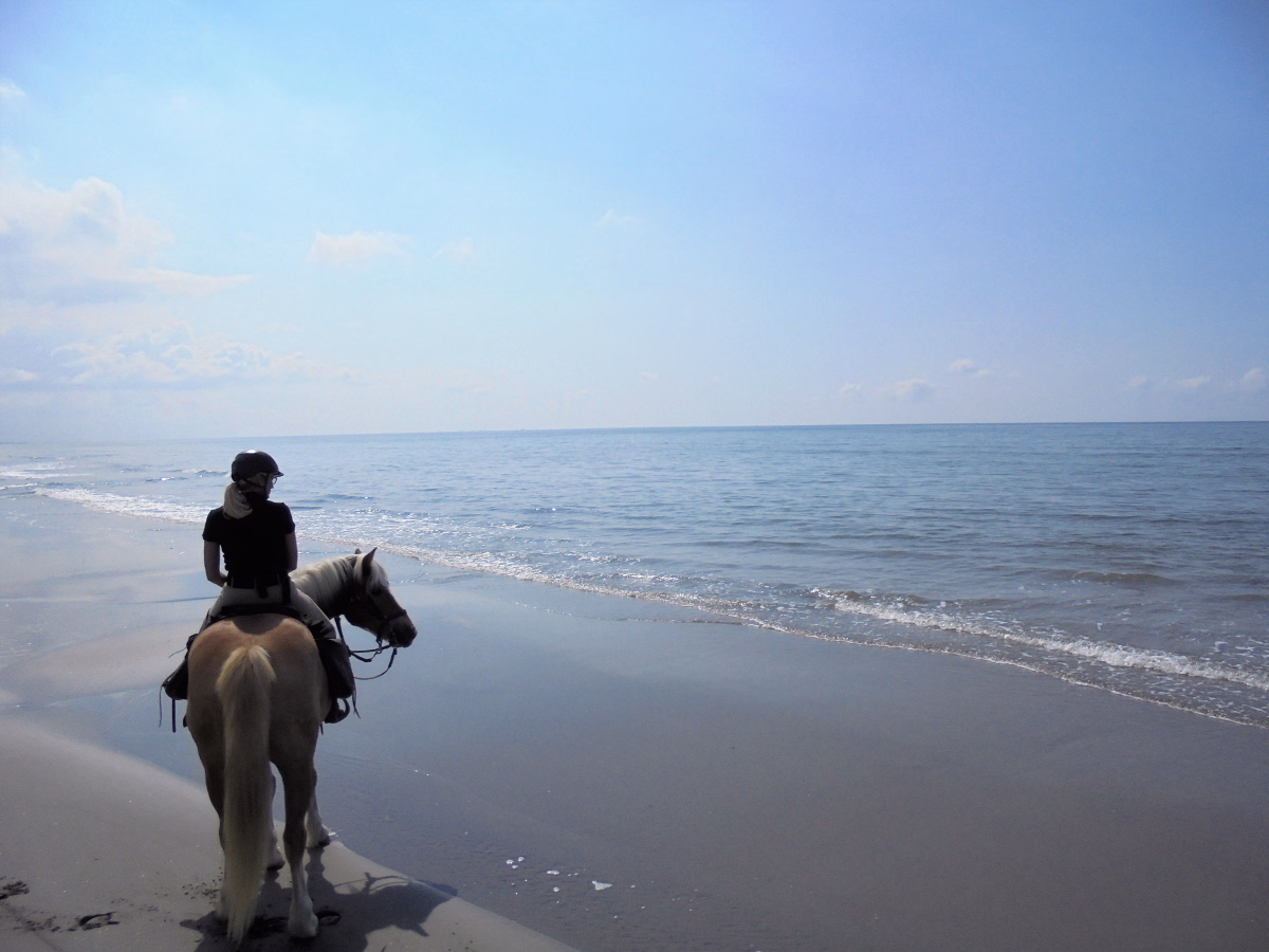 Voyage à cheval - Traversée de la Camargue à cheval
