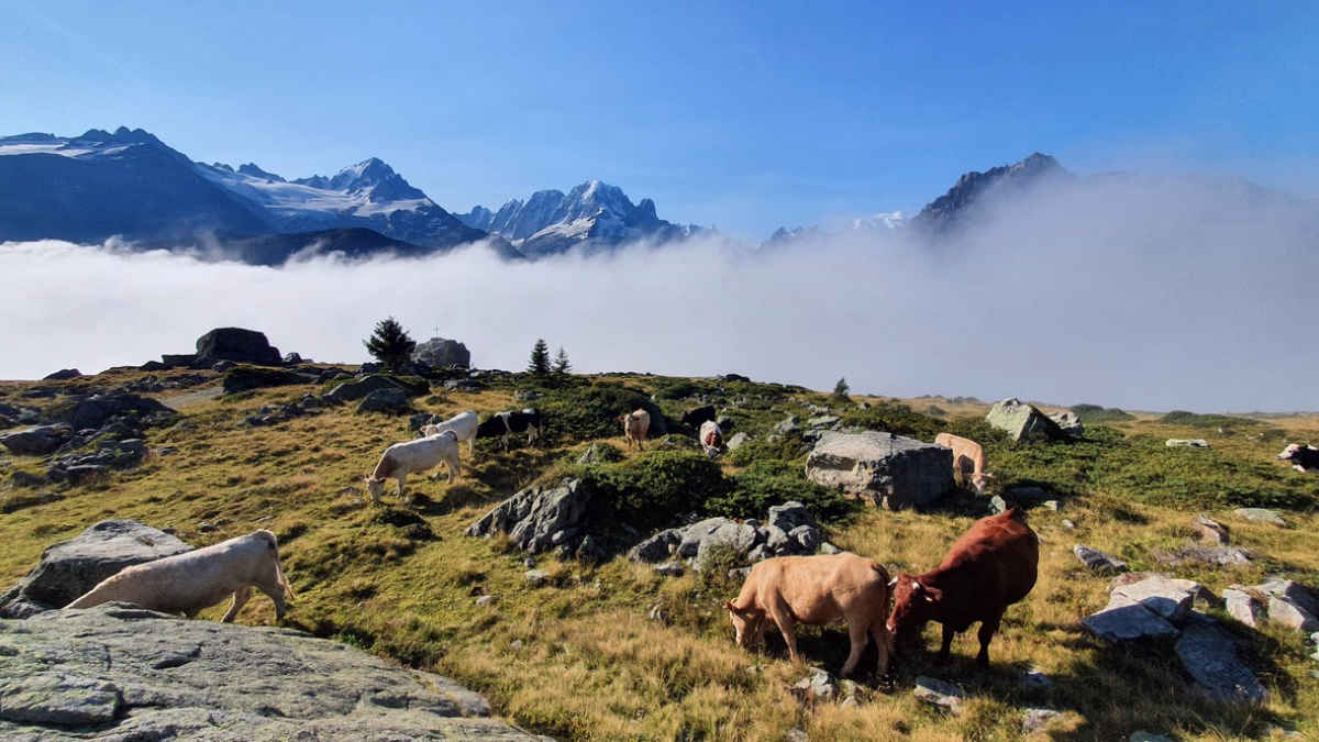 Bivouac sur le Balcon du Mont Blanc : la Réserve des Aiguilles Rouges