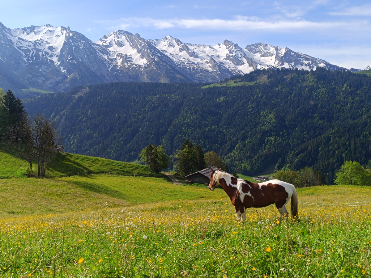 Voyage à cheval - Randonnée équestre pour les apprentis randonneurs