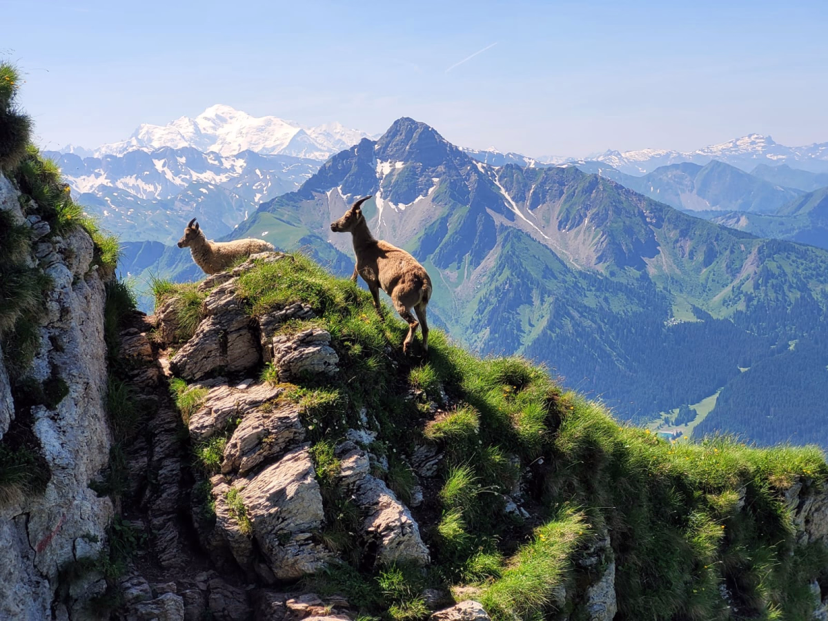 Randonnée et saveurs locales en liberté à Châtel