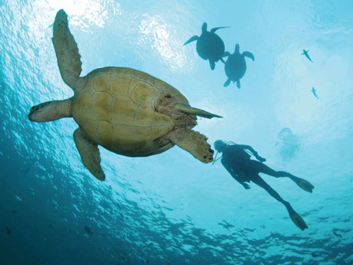 De débutant à Advanced (PADI Niveau 2) à Phuket